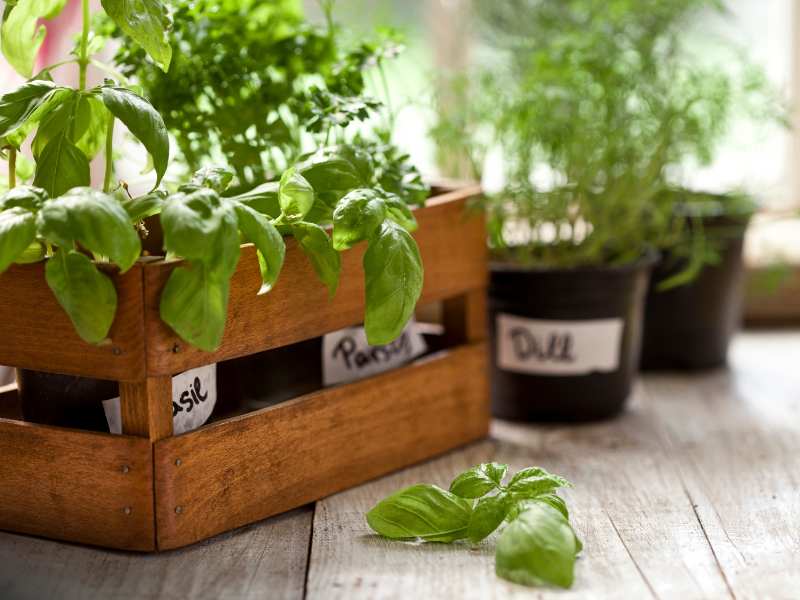 indoor-herb-garden-a-beautiful-Christmas-gift ideas