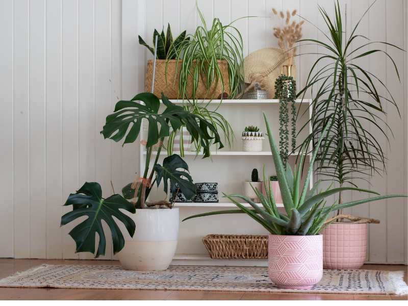 indoor-plants-on-a-white-shelve