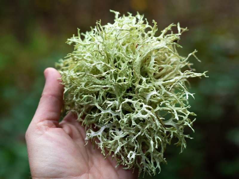 a-hand-holding-a-oak-moss-lichen