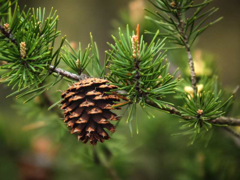 a-pinecone-on-a-leafy-background