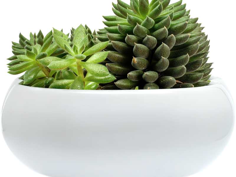 succulent-plant-in-white-pot