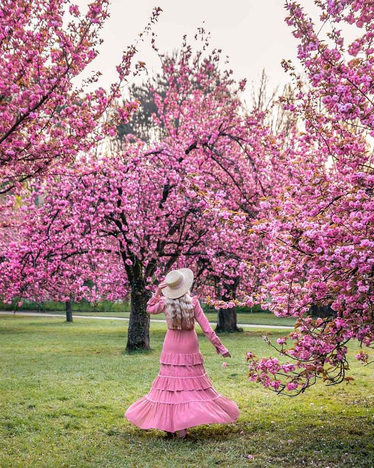 lady-on-pink-in-a-cherry-blossom-field-aesthetic-background