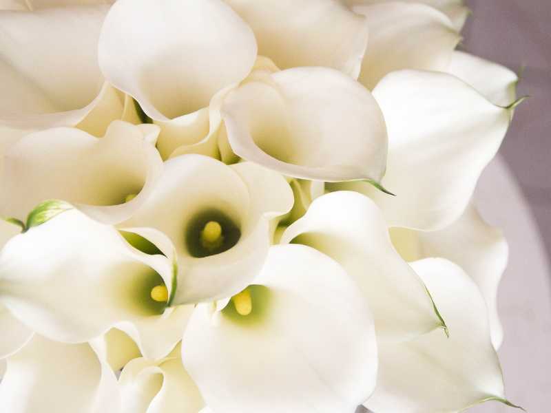 beautiful-white-lily