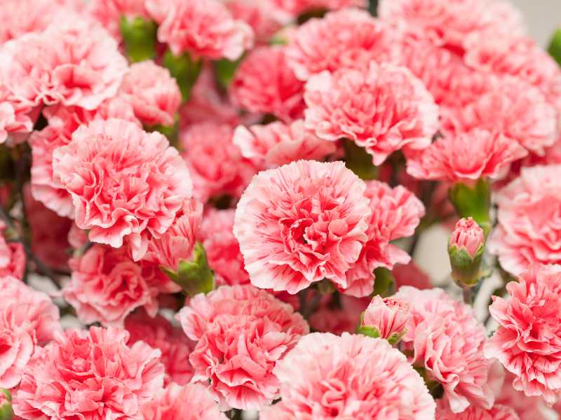 pink-carnation-flowers