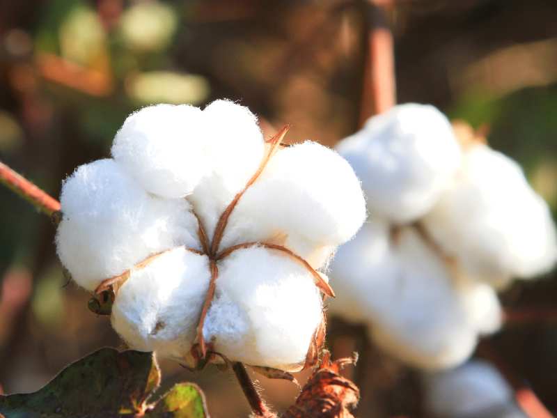 a-cotton-balls-in-a-blurry-background