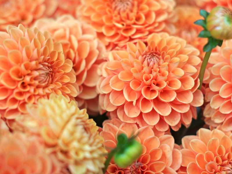 peach-dahlia