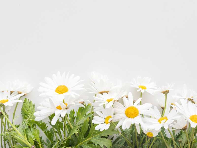 white-daisy-flowers