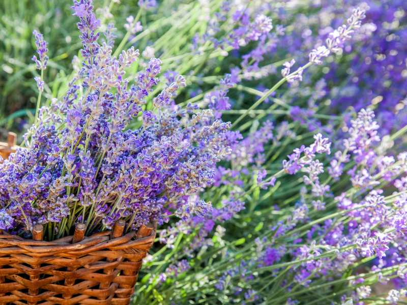 a-garden-of-blue-blossom-flowers