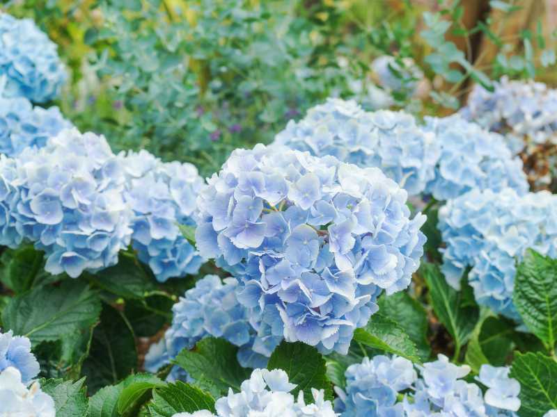 beautiful-blossom-sky-blue-flowers