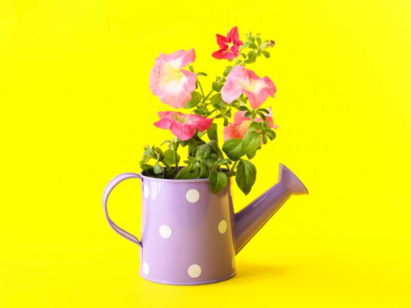 a-mini-watering-can-bouquet-on-a-yellow-background