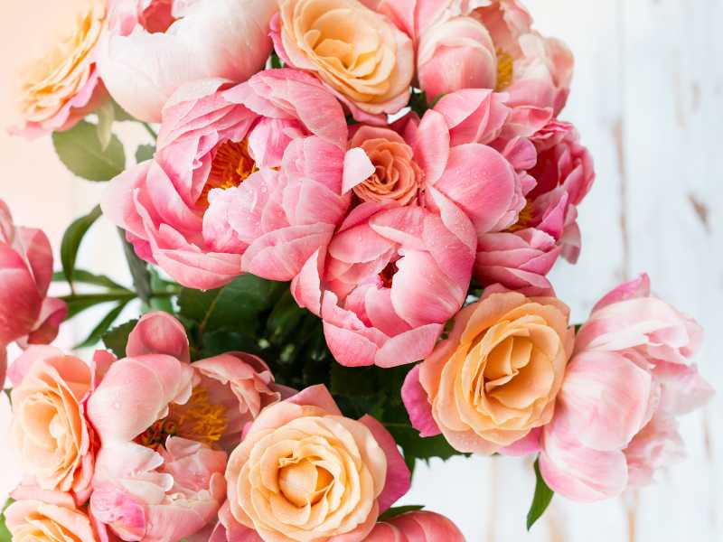 beautiful-peony-flowers