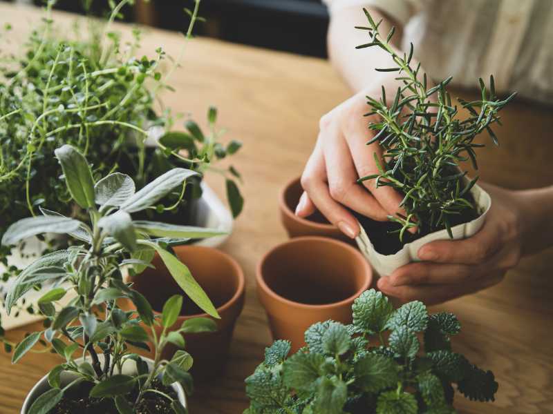 green-potted-herb