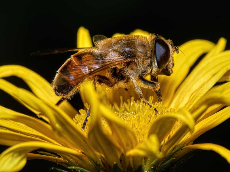 yellow-flower-with-pollinators-in-gardening-for-spring-beginner