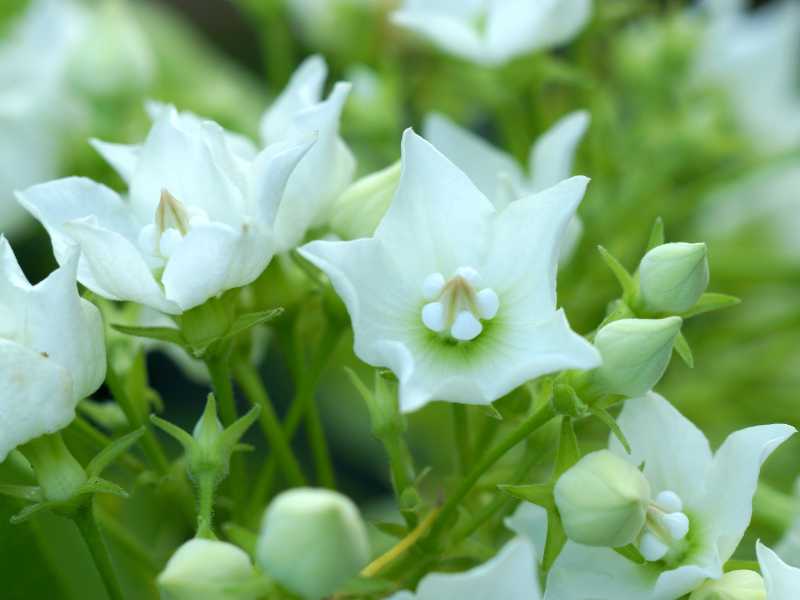 fragrant-and-non-fragrant-stunning-flower