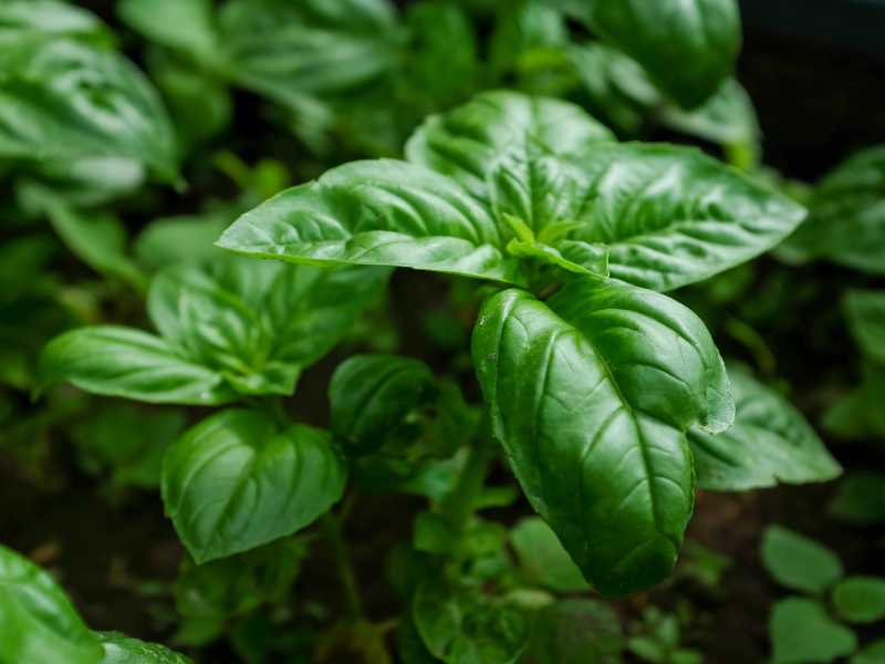 green-basil-plant-spring-for-beginners