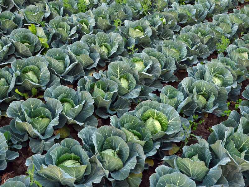 cabbage-gardening-for-spring-for-beginners