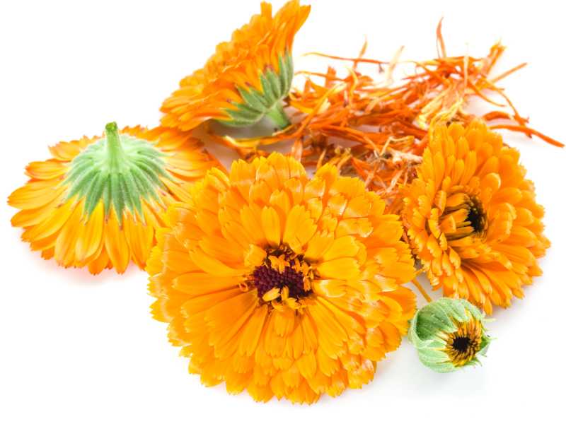 yellow-calendula-flowers