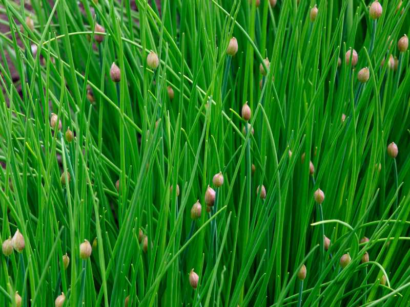 chives-gardening-for-spring-for-beginners