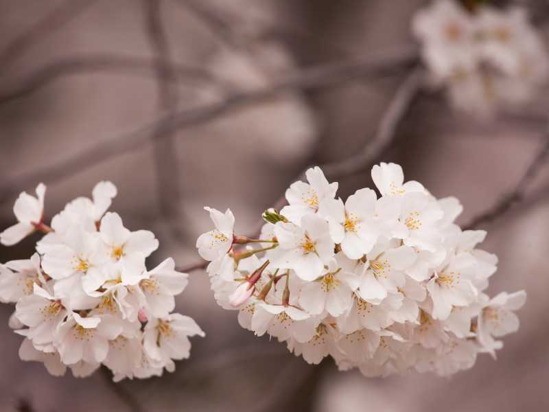 white-blossom-for-arranging-spring-flowers