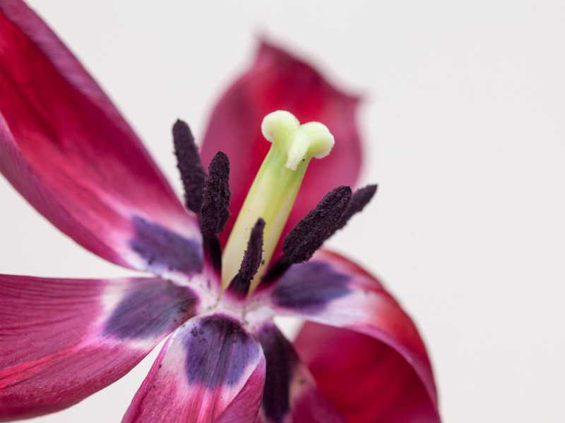 wine-natural-look-of-a-flower-for-stunning-arrangement