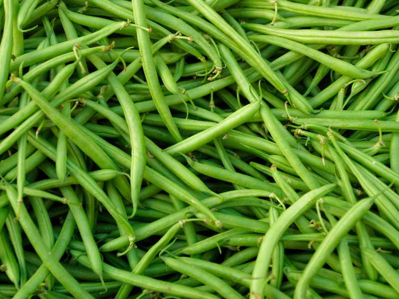 green-beans-spring-for-beginners