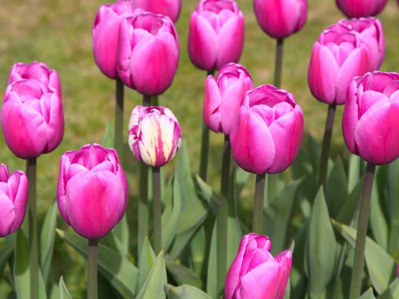 purple-color-flowers-in-odd-number