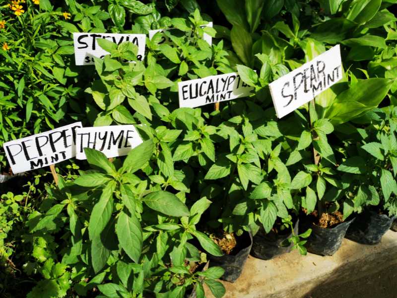 labeling-plant-why-growing-multiply-crop