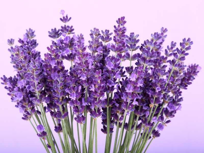 purple-lavender-spring-for-beginners