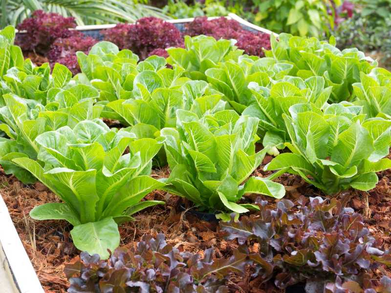 green-lettuce-garden