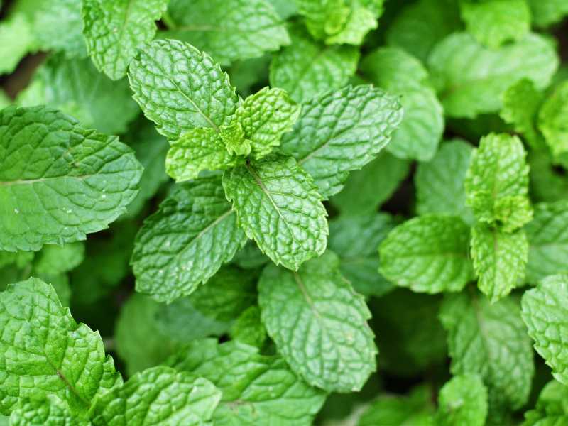 mint-leave-gardening-for-spring