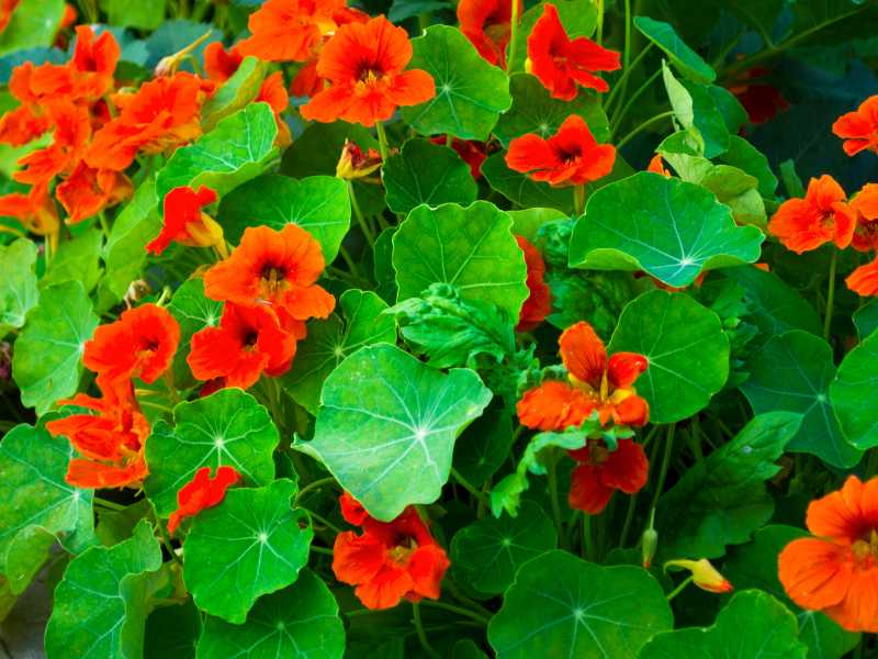 nasturtiums-gardening-spring-for-beginners