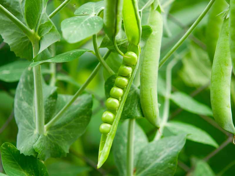 peas-gardening-spring-for-beginners