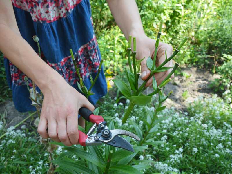 woman-trimming-a-crop