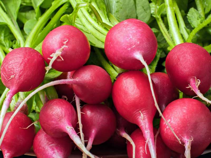 radishes-vegetable