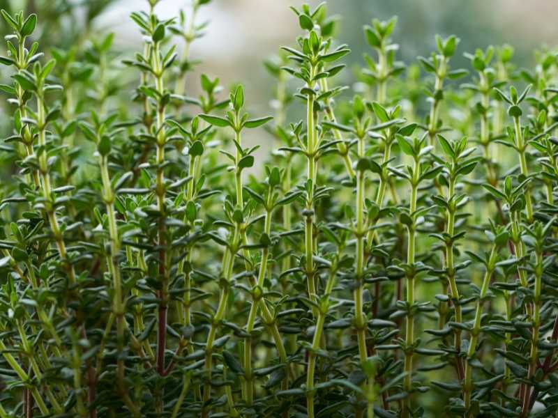 thyme-gardening-for-beginners