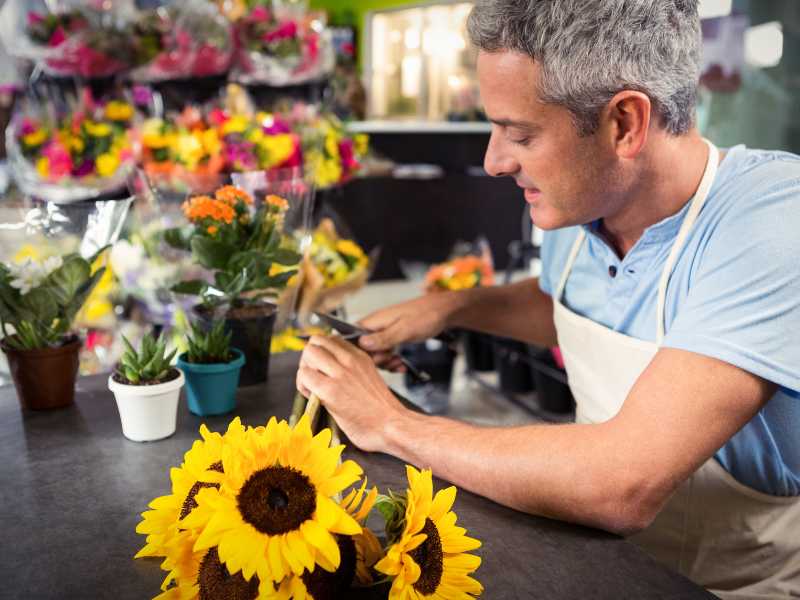 man-trimming-a-sunflower