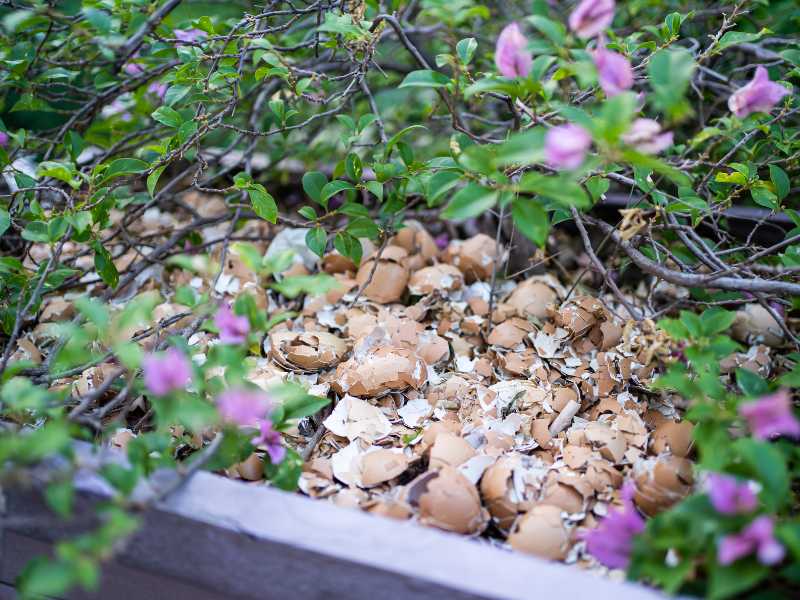 using-eggshell-to-deter-the-pest-for-gardening-spring-for-beginner