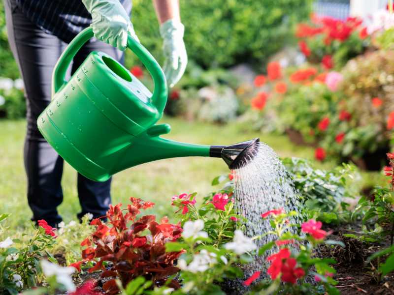 someone-wetting-the-flowers-with-fresh-water-for-a-stunning-spring-flower