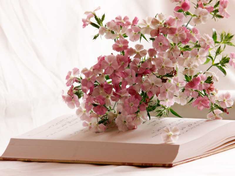 a-bunch-of-pink-blossom-on-a-book