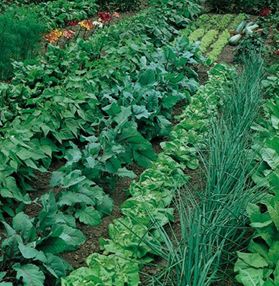 crop-rotation-for-gardening-spring-for-beginners