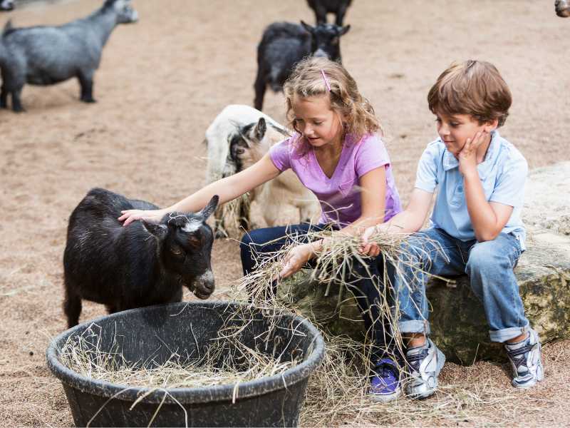 children-visit-an-animal-farm-and-feeding-the-goat