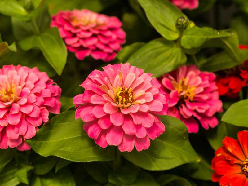 pink-zinnias-flowers-with-green-leave