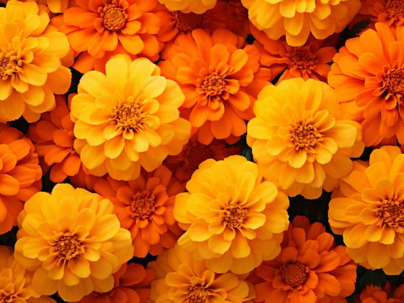 yellow-marigold-flowers-spring-for-beginners