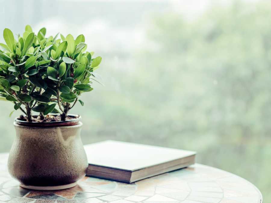 light-green-plant