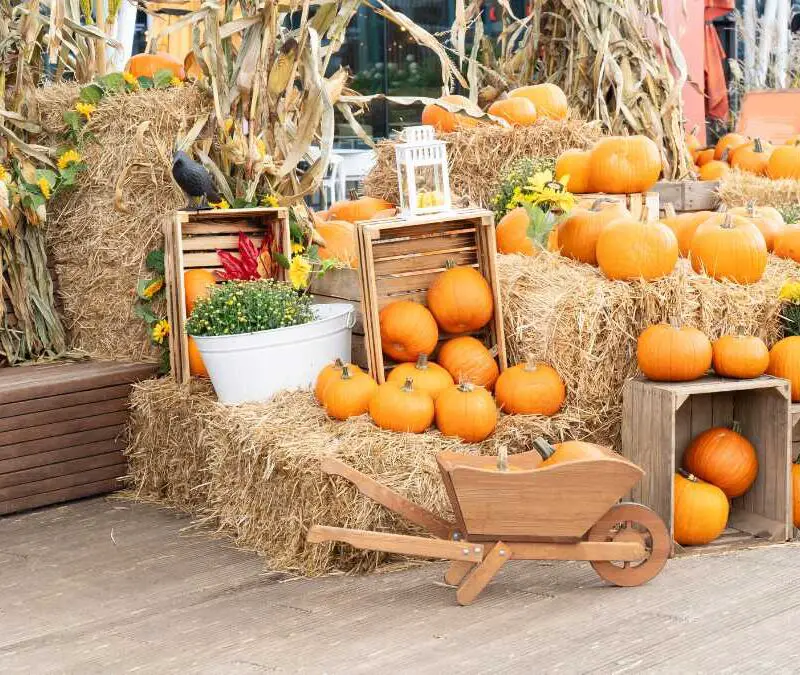 pumpkin-patch-baby-friendly-halloween-activities