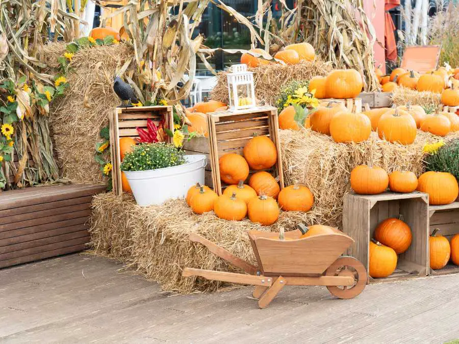 pumpkin-patch-baby-friendly-halloween-activities