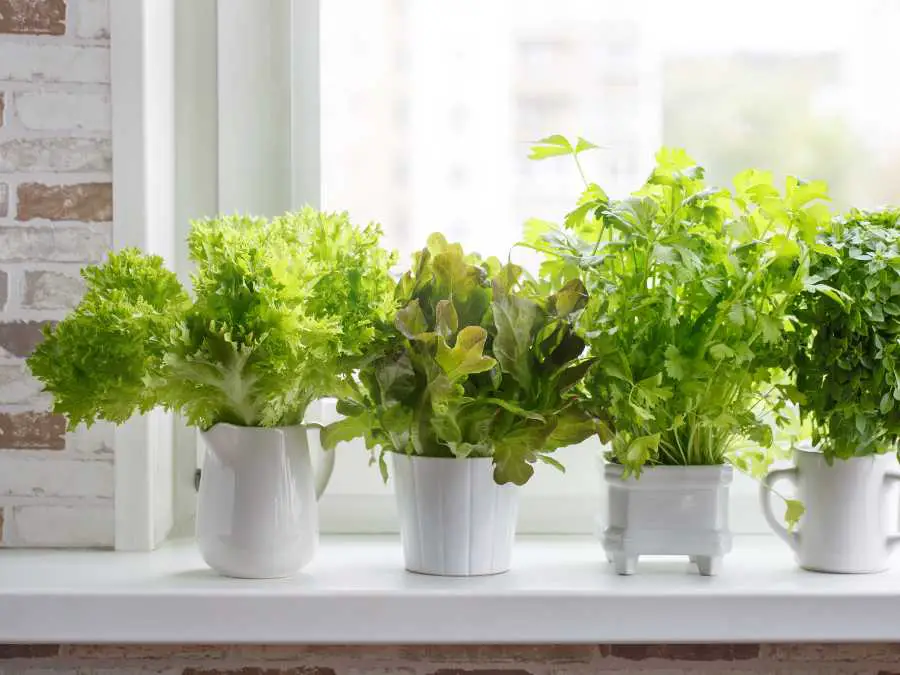 potted-herbs-summer-decor-for-small-apartment