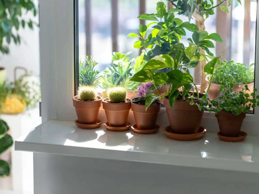 flower-plant-close-to-the-window