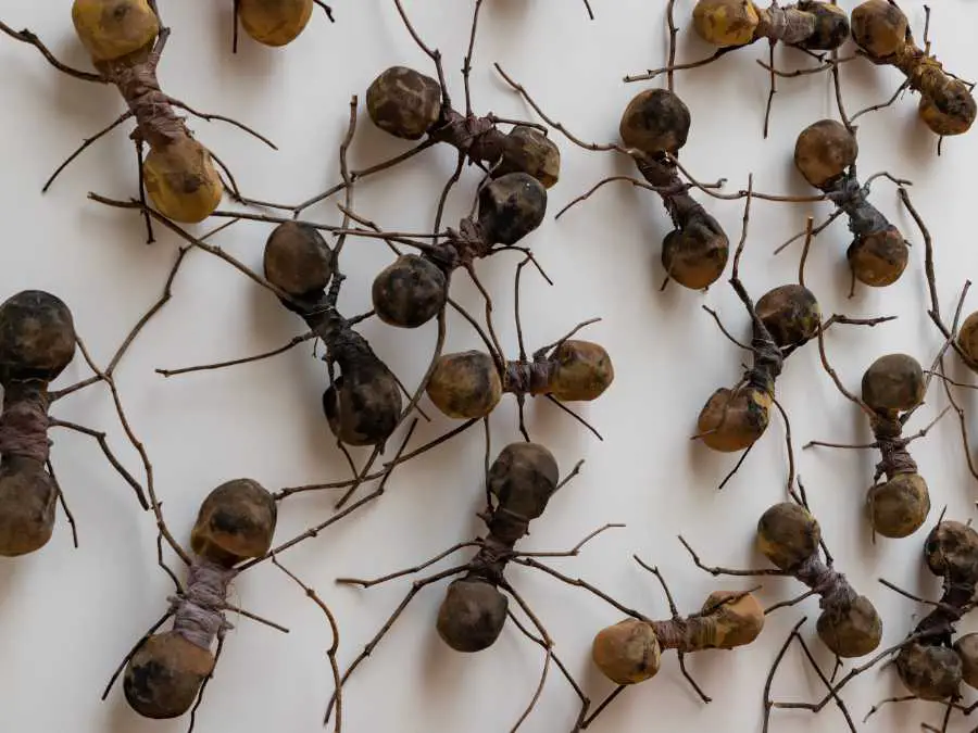 creepy-crawlies