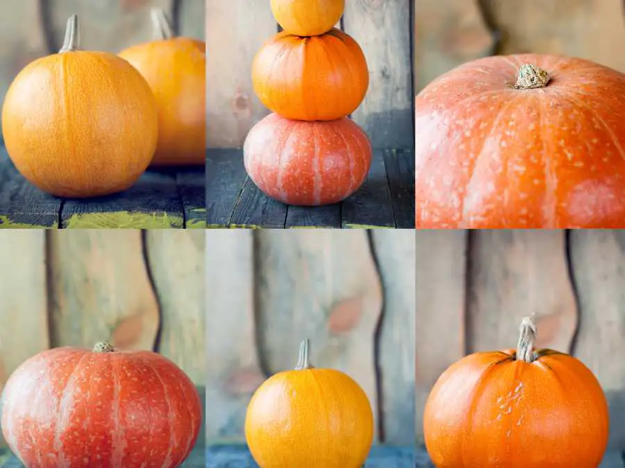 nature-pumpkin